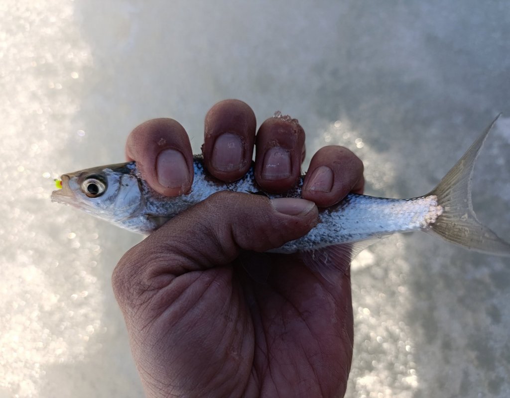 Затонская уклейка.