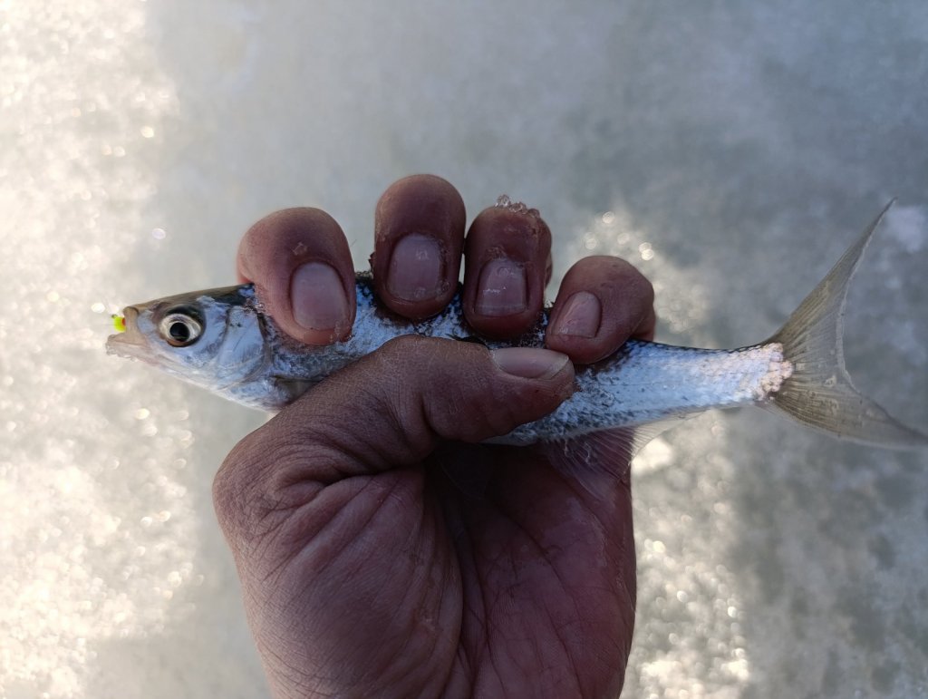 Затонская уклейка.