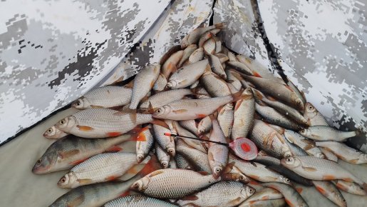 Пулемётный клёв в метель.