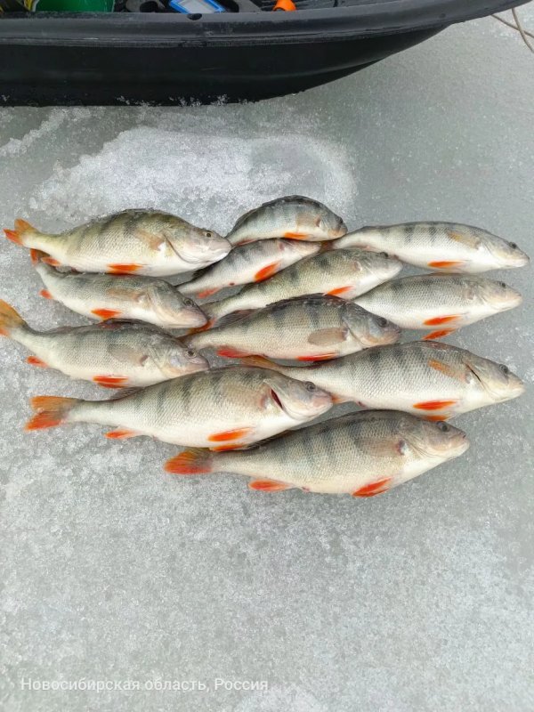 Морские кабанчики