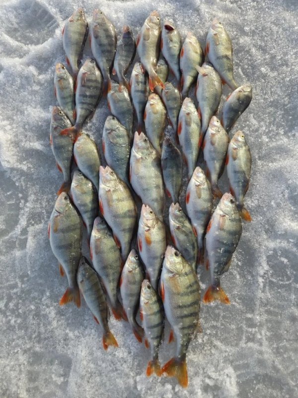 Весенний Тань Вань.