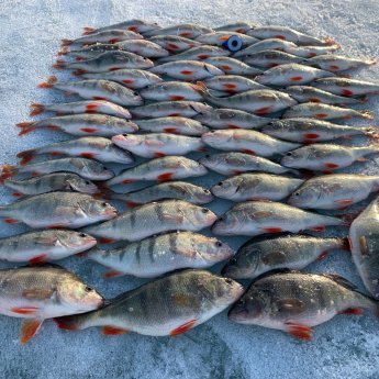 Не забыли руки безмотылку