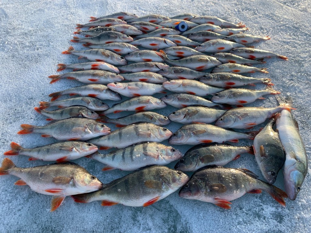 Не забыли руки безмотылку