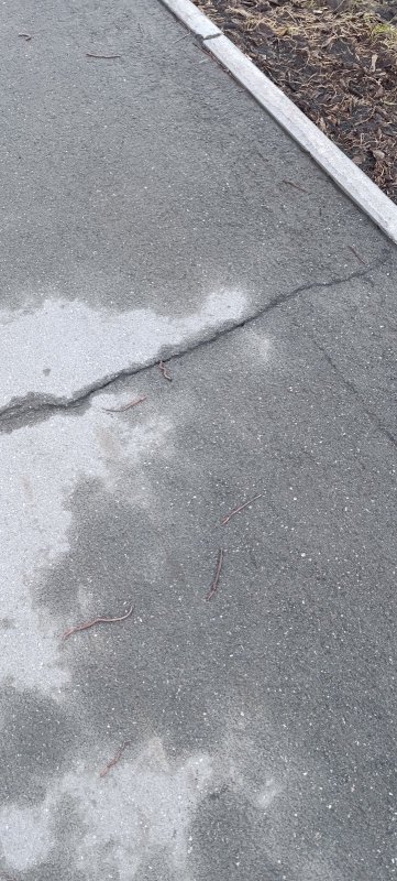 Дождевые черви повылазили