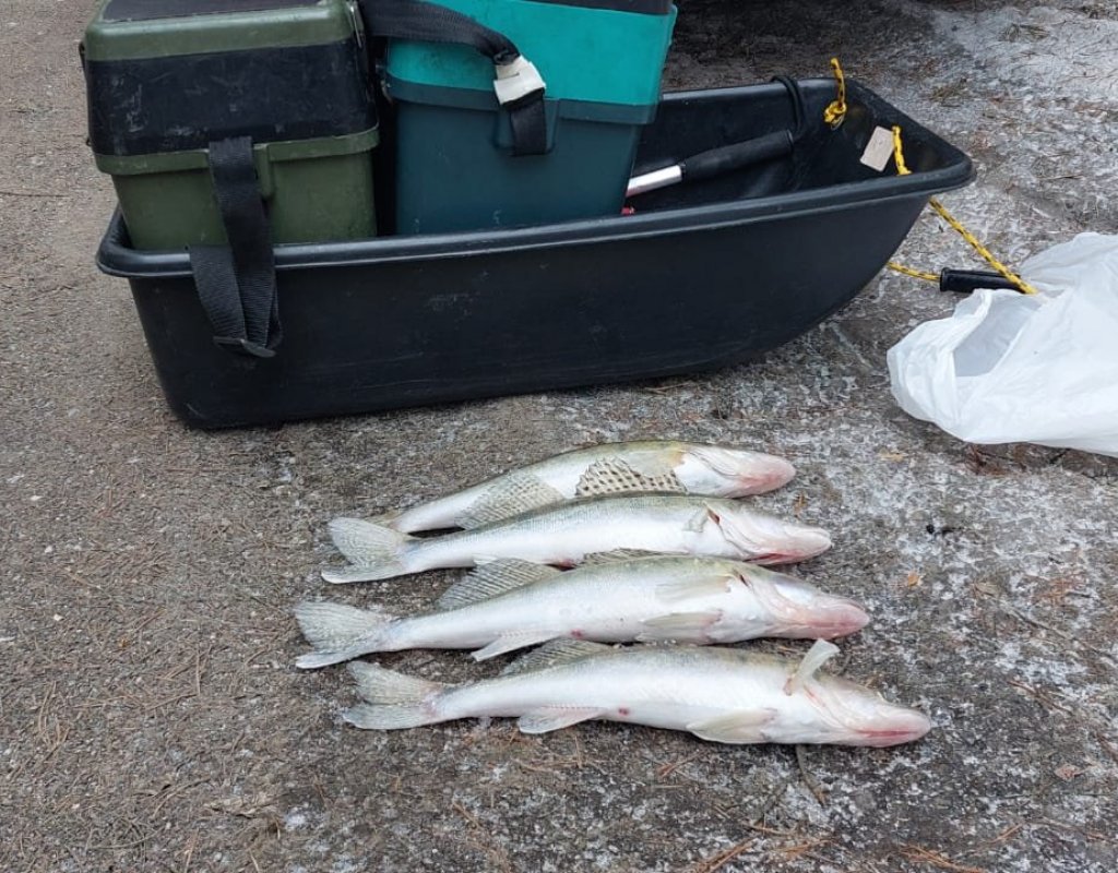 Боровские!..