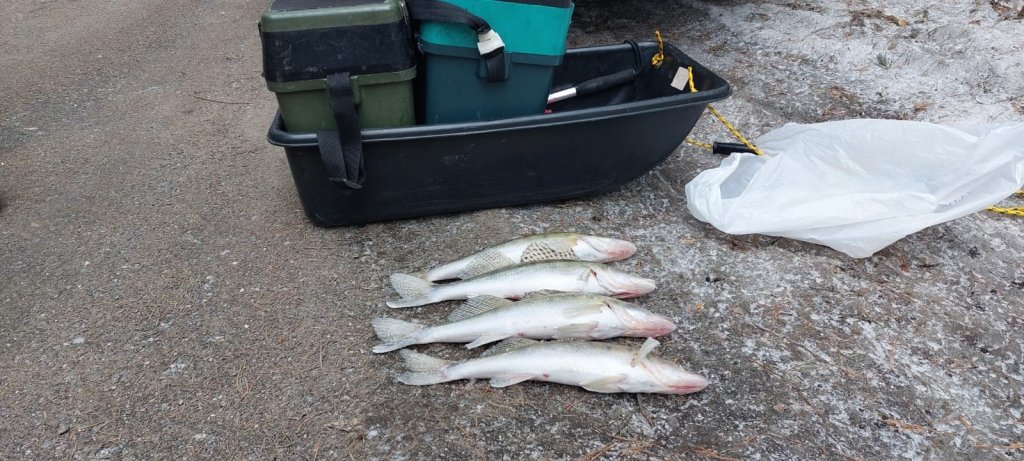 Боровские!..