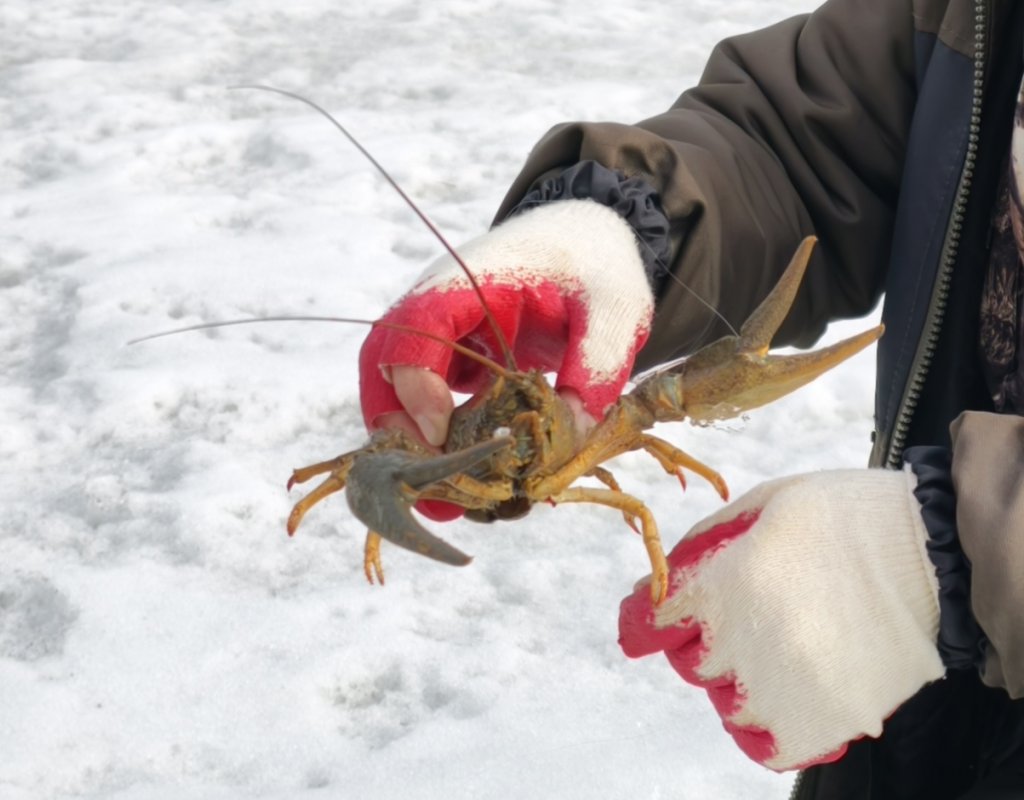 Затон, рак гигант!