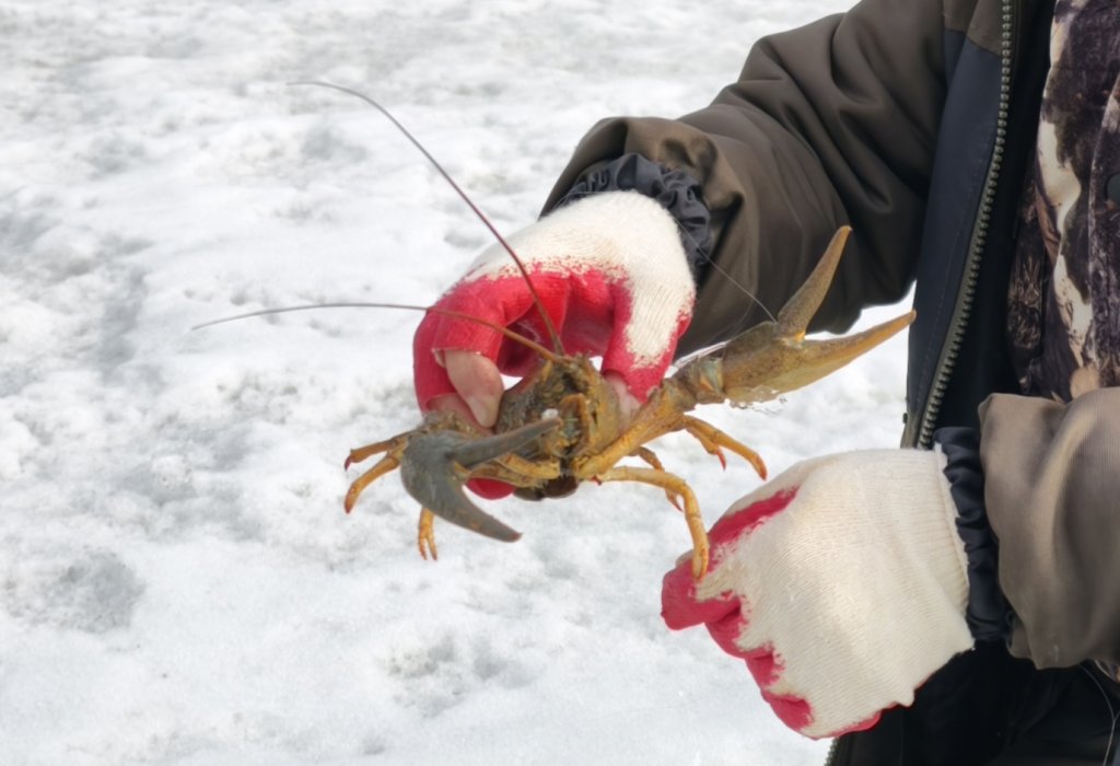 Затон, рак гигант!