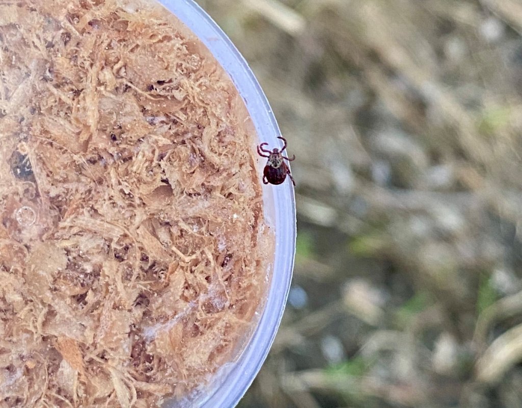 Проснулись членистоногие на Тулке.