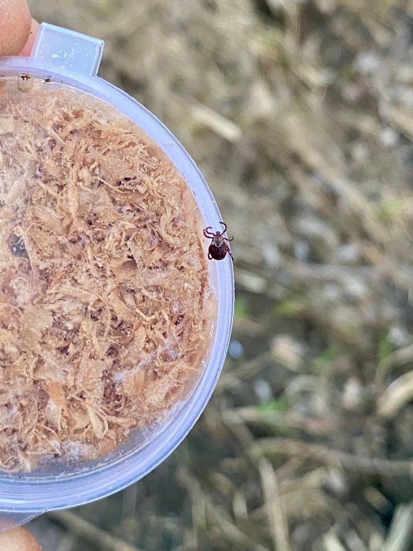 Проснулись членистоногие на Тулке.