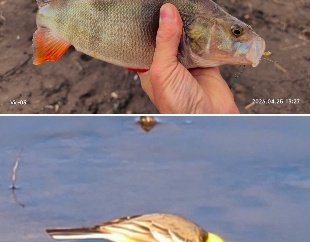 Рыбка и птичка.