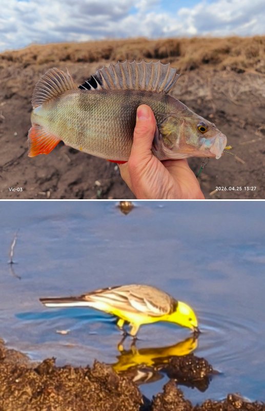 Рыбка и птичка.