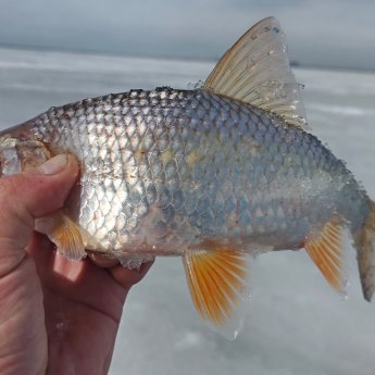 ОВХ. "Красотка"