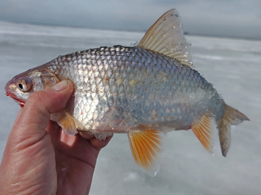 ОВХ. "Красотка"