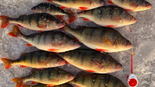 В низах ОВХ