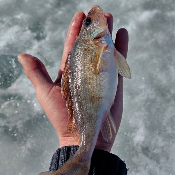 ОВХ. " Мамонт".