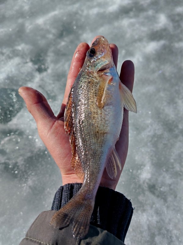 ОВХ. " Мамонт".