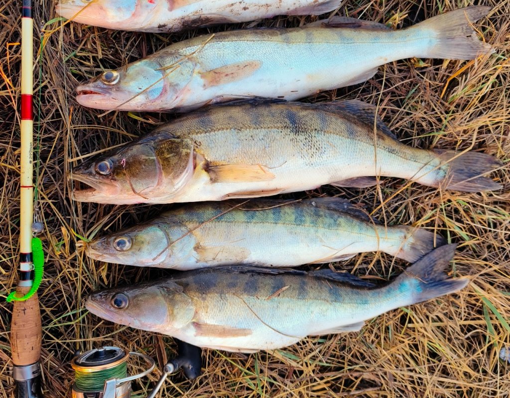 Клыкастики на мандулу и резину.