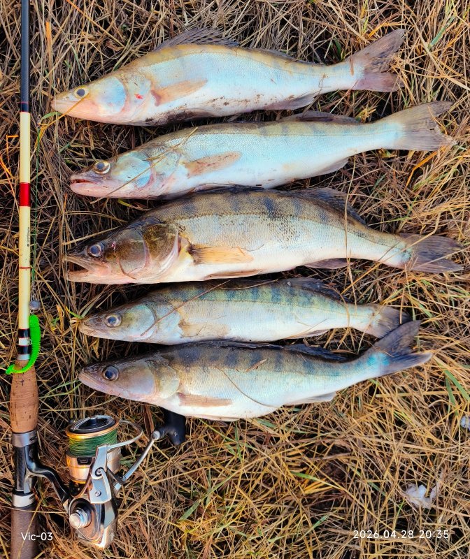 Клыкастики на мандулу и резину.