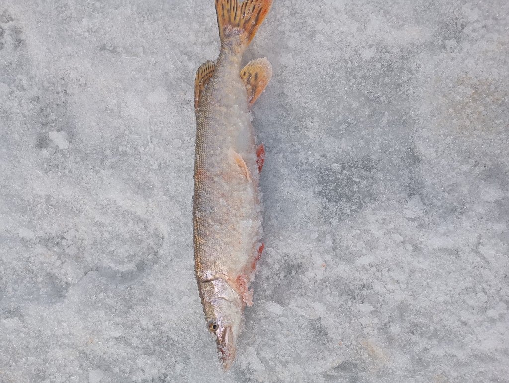 ОВХ-"Сибирь"