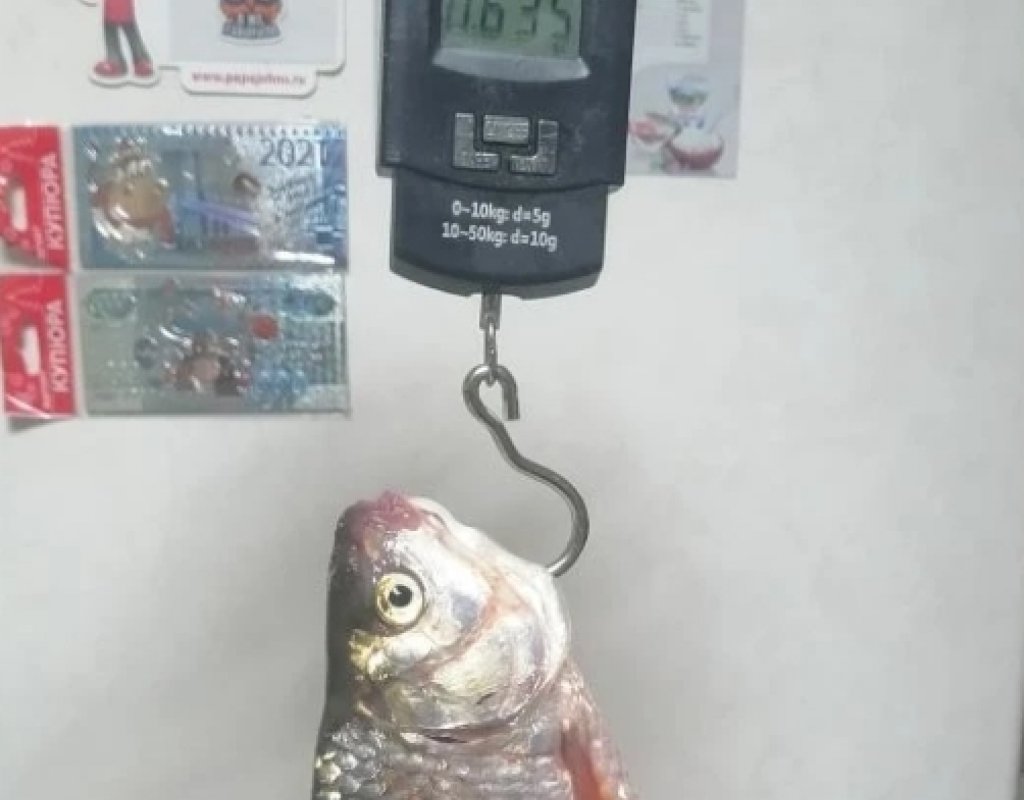 Тулка. Поплавочка. Сорога.