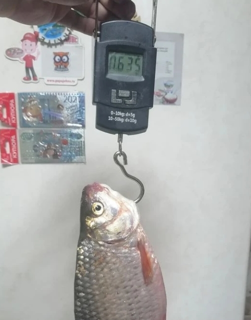 Тулка. Поплавочка. Сорога.