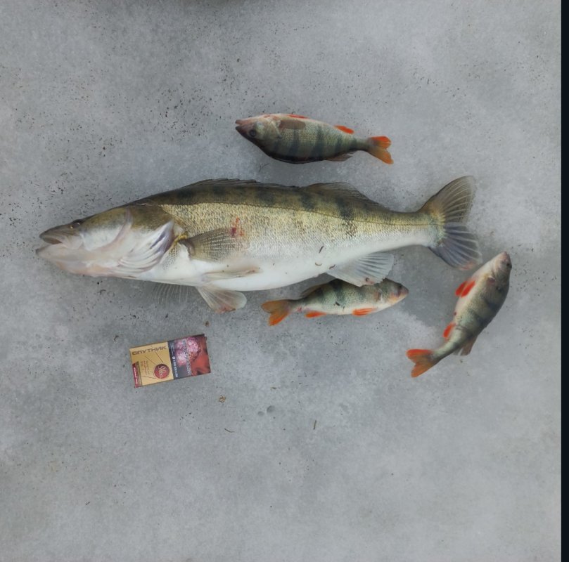 Весна, город, открытие, 3,5кг.