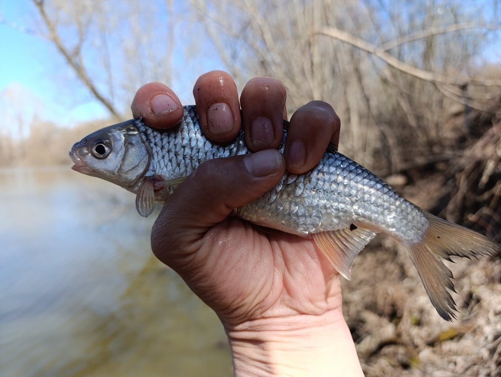 Хороша, но одна.