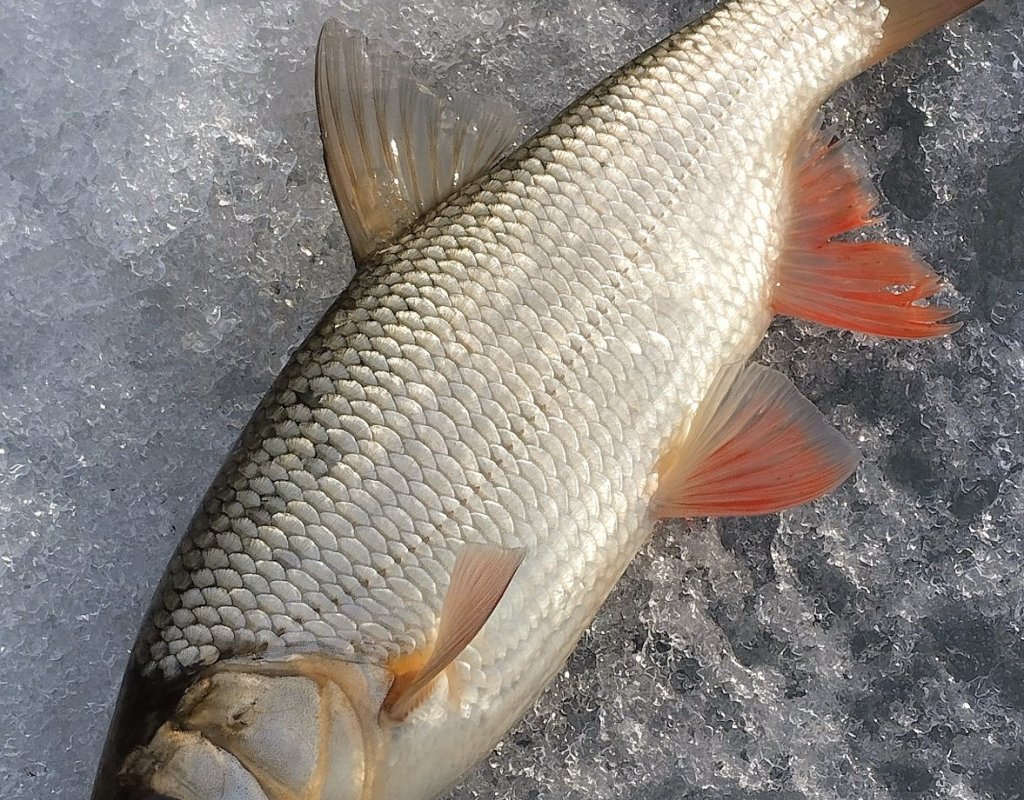 Подьязок на вечерней зорьке.