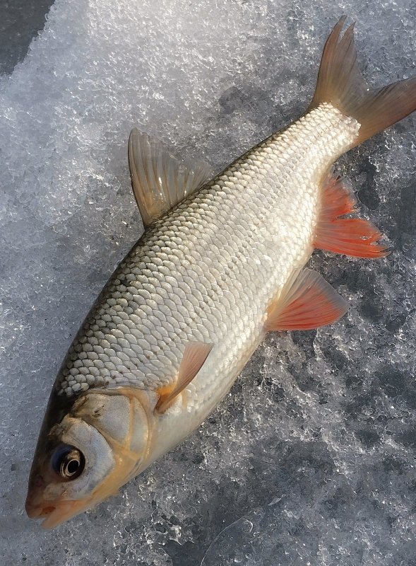 Подьязок на вечерней зорьке.