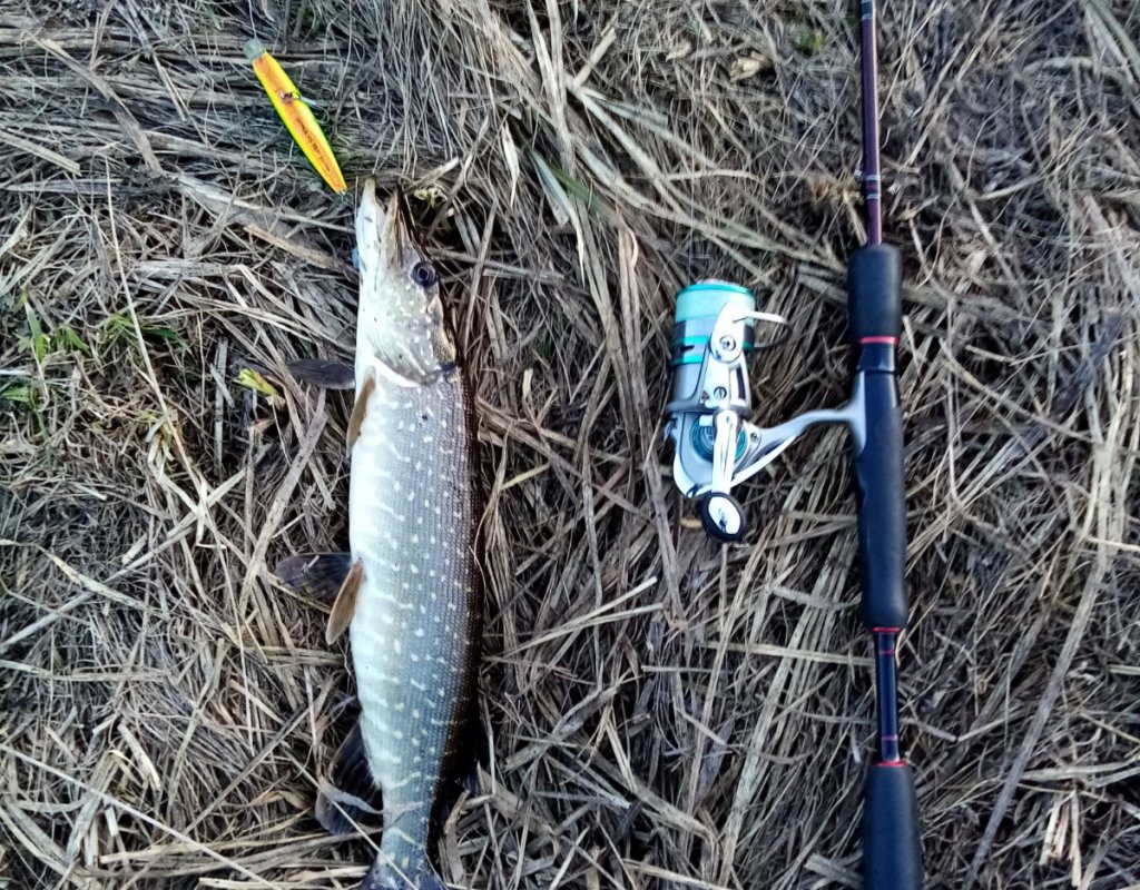 Пострел весенний.