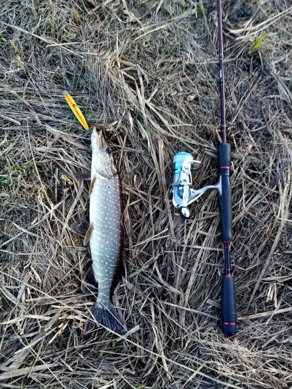 Пострел весенний.