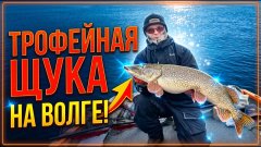 Неожиданная развязка рыбалки на поплавок — трофейная щука на волге!