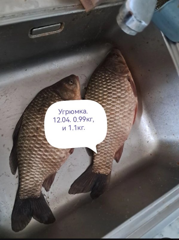 Донка рулит.