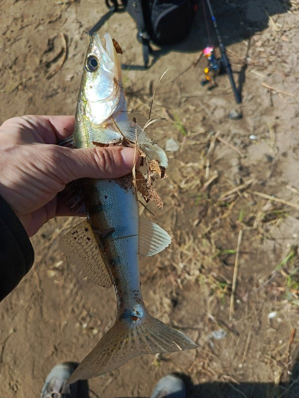 Мормо открытие.