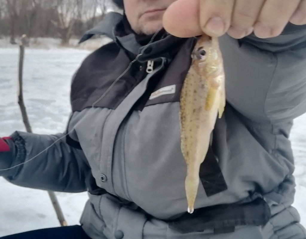 Криводановка. И такая рыбка попадалась.