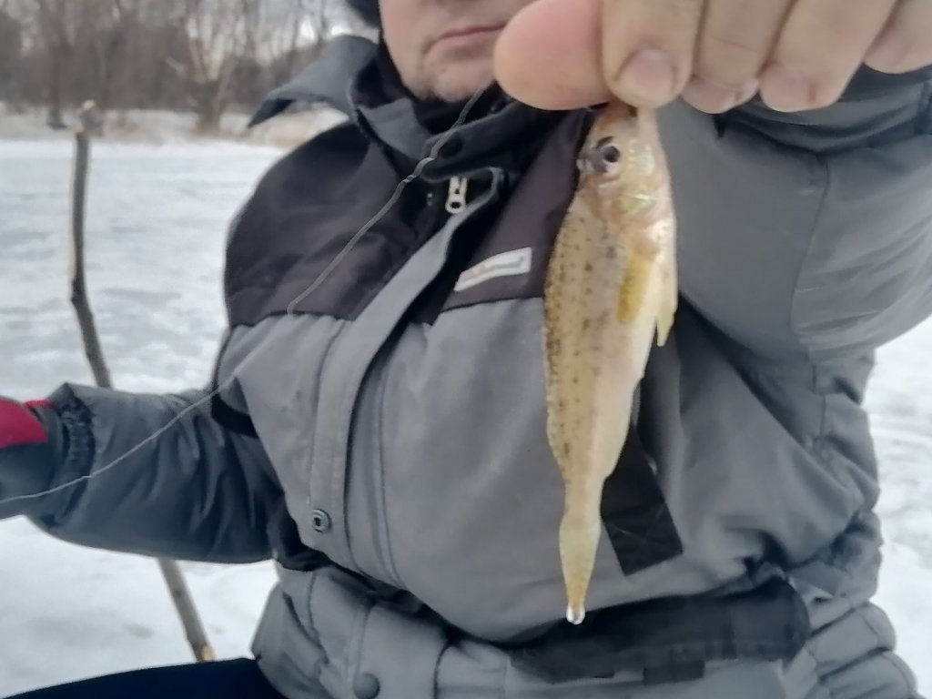 Криводановка. И такая рыбка попадалась.