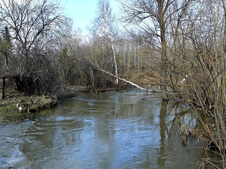 Половодье на речке "Издревая".