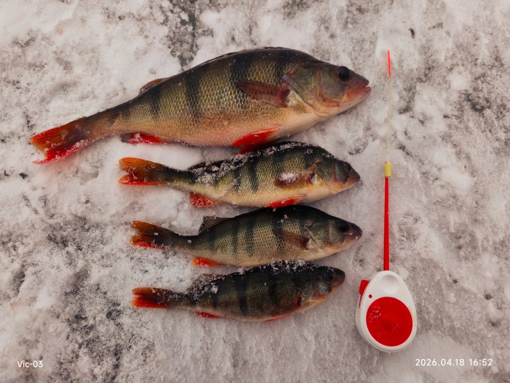 Скромное закрытие на Уме.