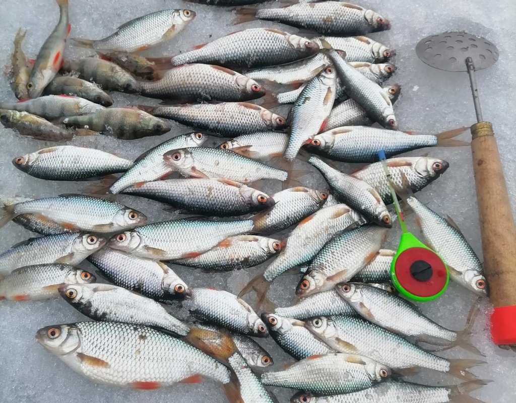 Криводановка вечерняя