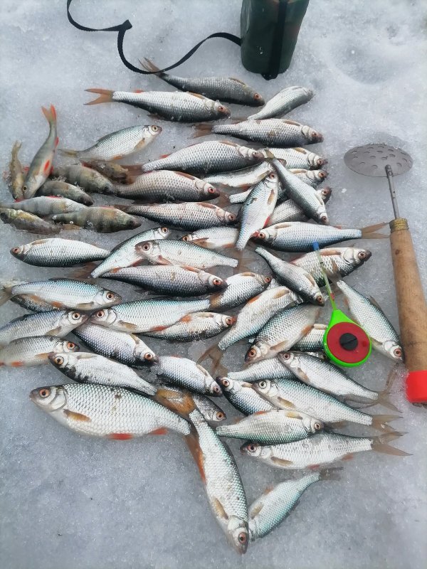 Криводановка вечерняя