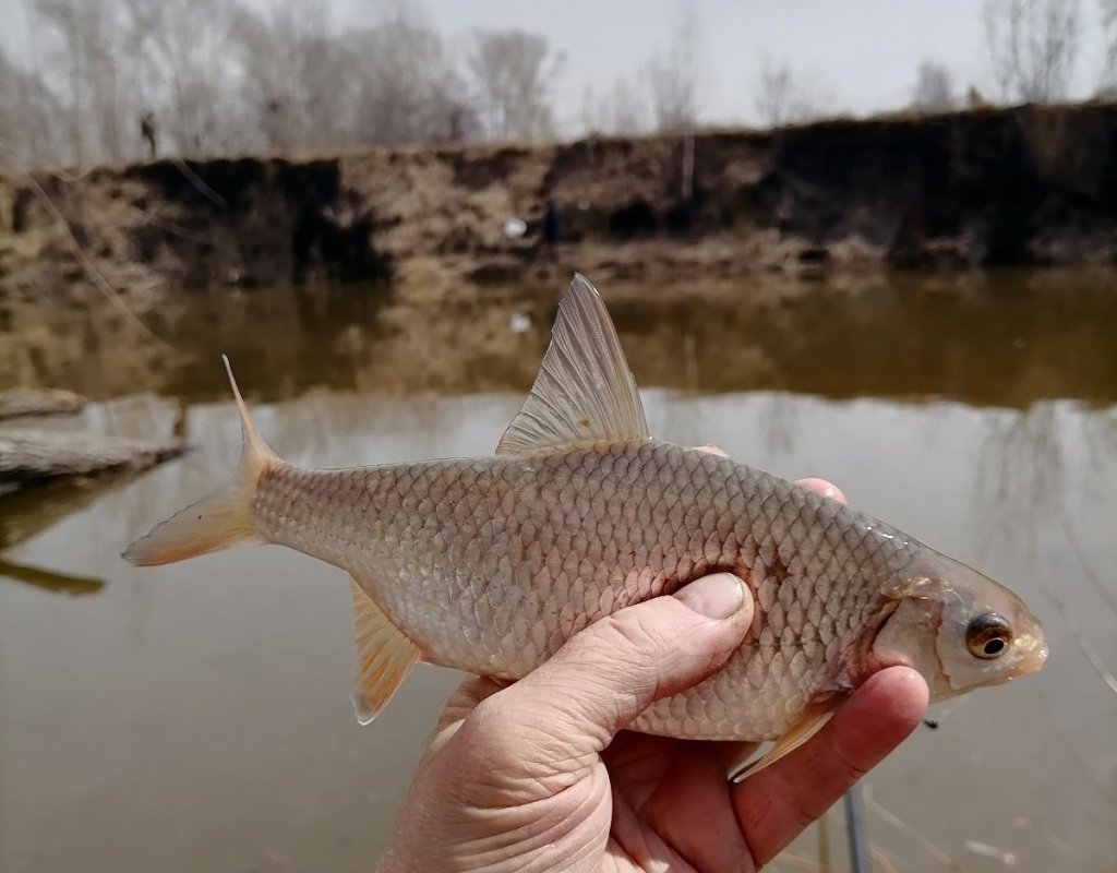 Тульская красавица.