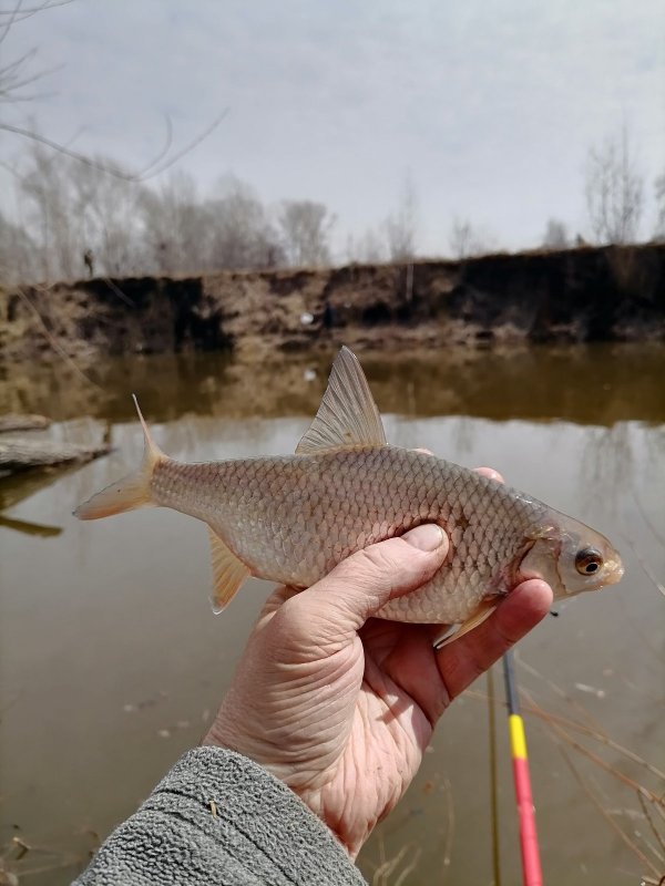 Тульская красавица.