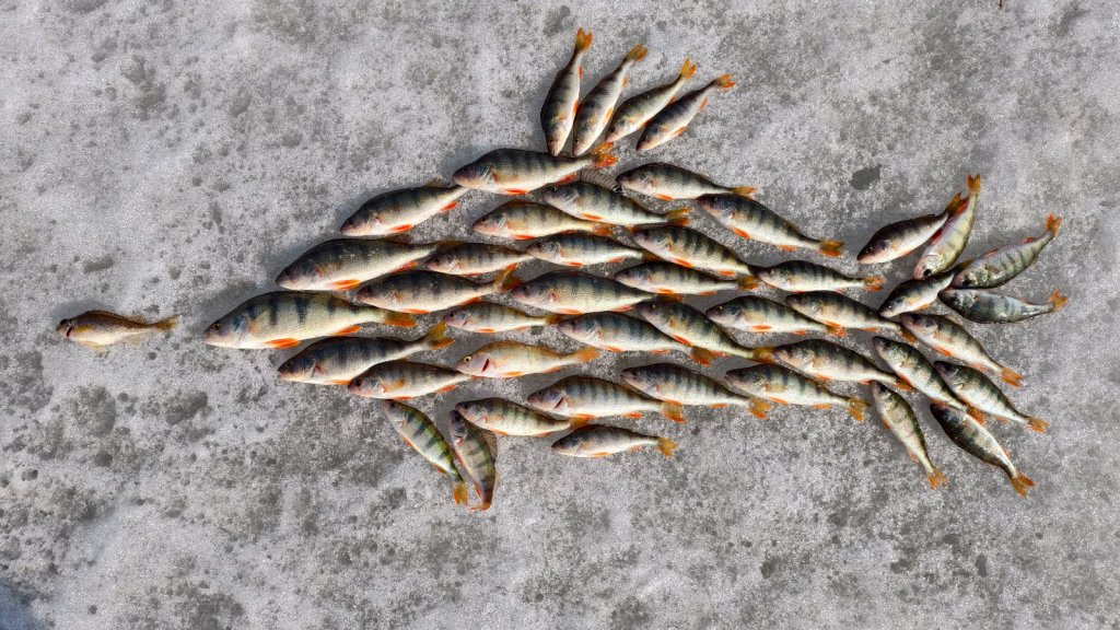 Затон, окунь!!!