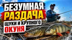 Зашел по пояс в камыши — и понеслась! Безумная раздача щуки и крупного окуня