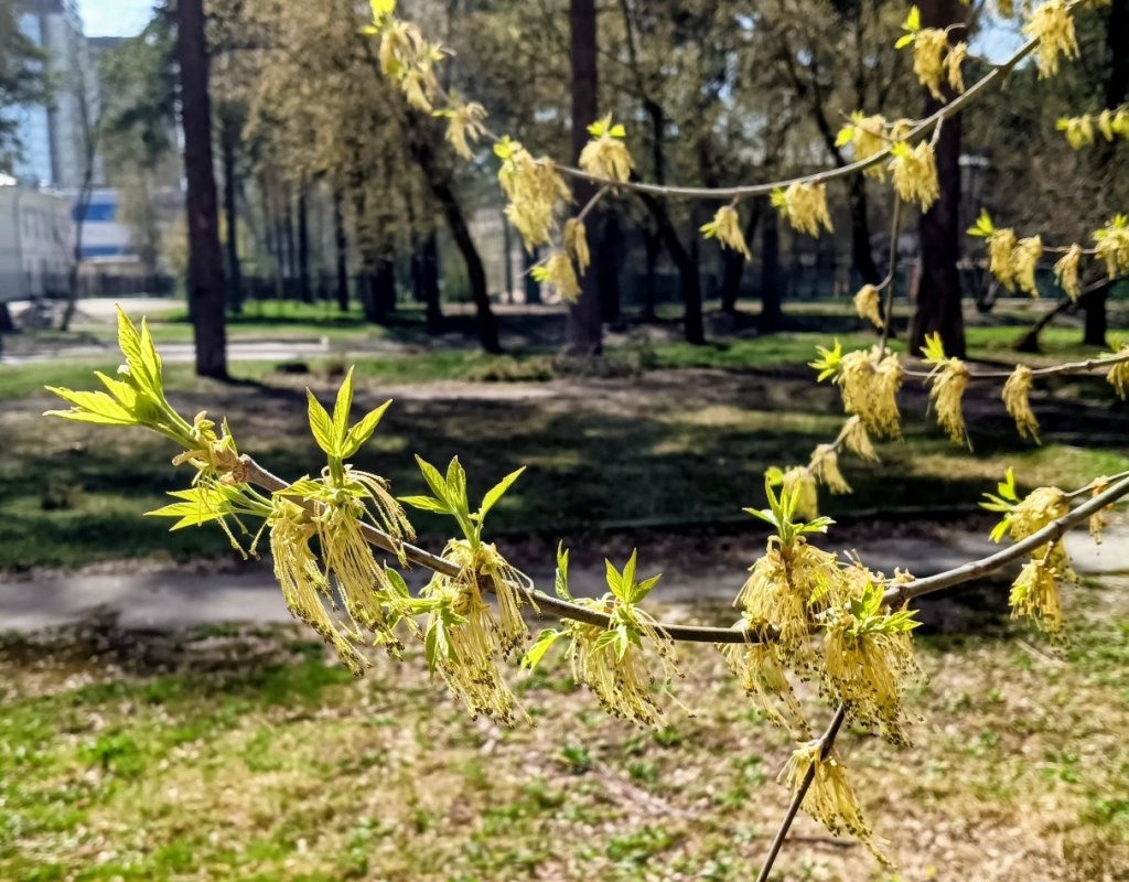 Вчера в парке