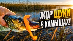 Жор щуки в камышах! Когда размер силикона решает всё!