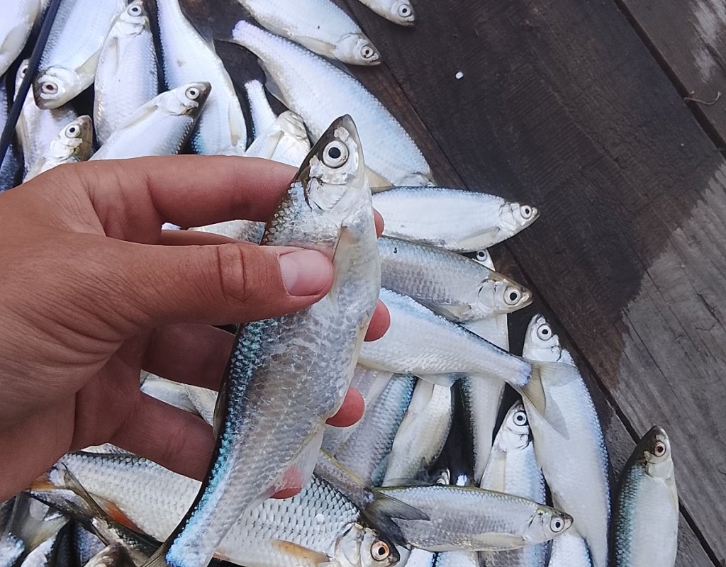 Мормышинг рулит
