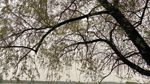 Дождливое царство подлеща.