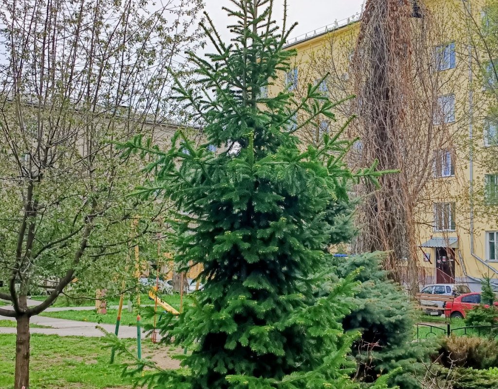У нас во дворе-1